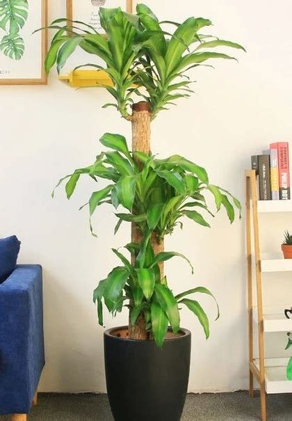 耐陰植物喬木|10種室內大型植物推薦！耐陰好養、風水招財，沒陽光。